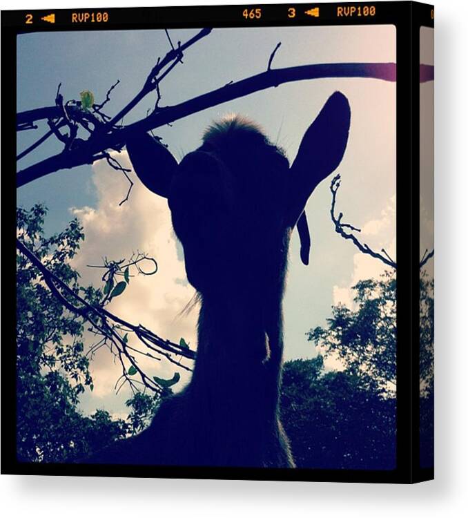 Canvas Print featuring the photograph Pepper The Goat by Dana Coplin