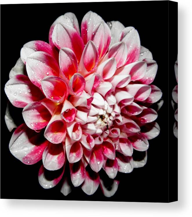 Pink Canvas Print featuring the photograph Perfection In Pink by Kim Galluzzo Wozniak
