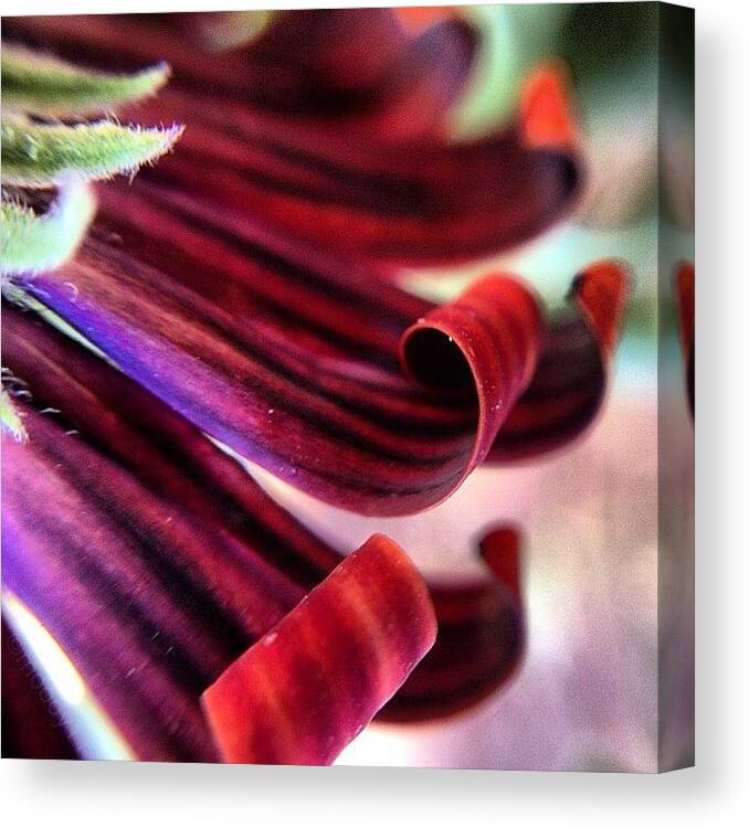 Macro_power_hour2 Canvas Print featuring the photograph #petalcurl For The #macro_power_hour2 by Rebekah Moody
