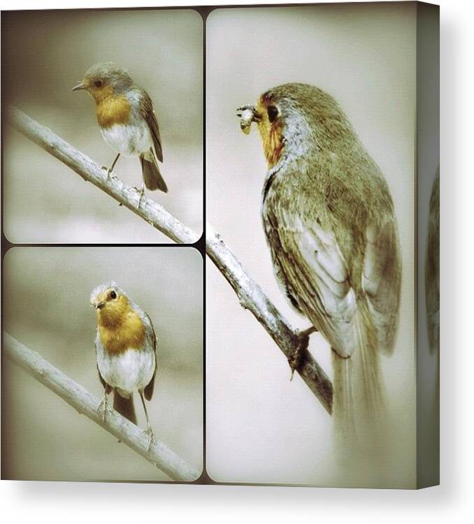 Ave Canvas Print featuring the photograph Petirrojo - Robin by Manuel M Almeida