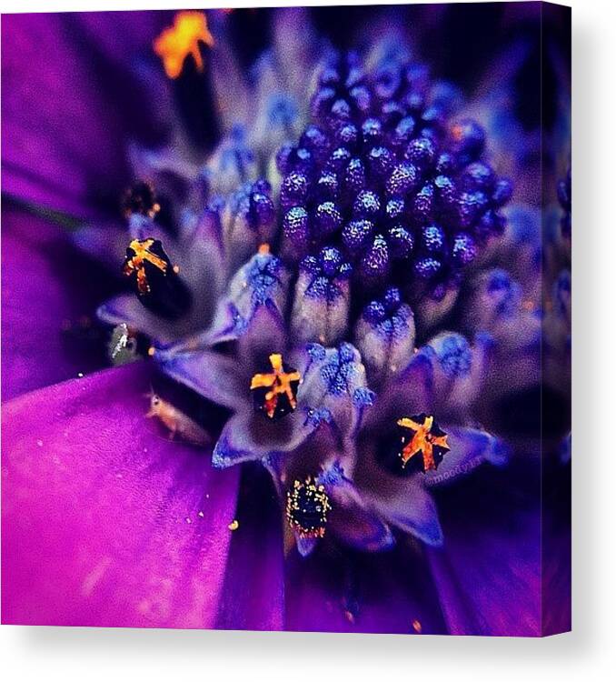 Macro_power_hour Canvas Print featuring the photograph Photo Bomber For The #macro_power_hour by Rebekah Moody