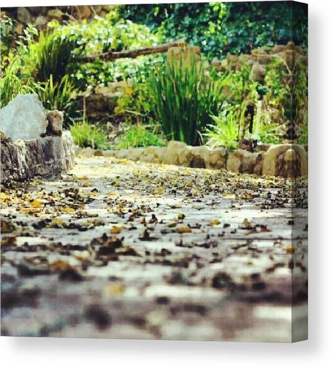 Iphone5 Canvas Print featuring the photograph #photooftheday , #nature, #canon by Tony Martinez