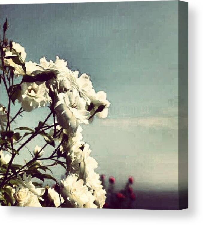 Photography Canvas Print featuring the photograph #photooftheday ,#nature, #flowers by Tony Martinez