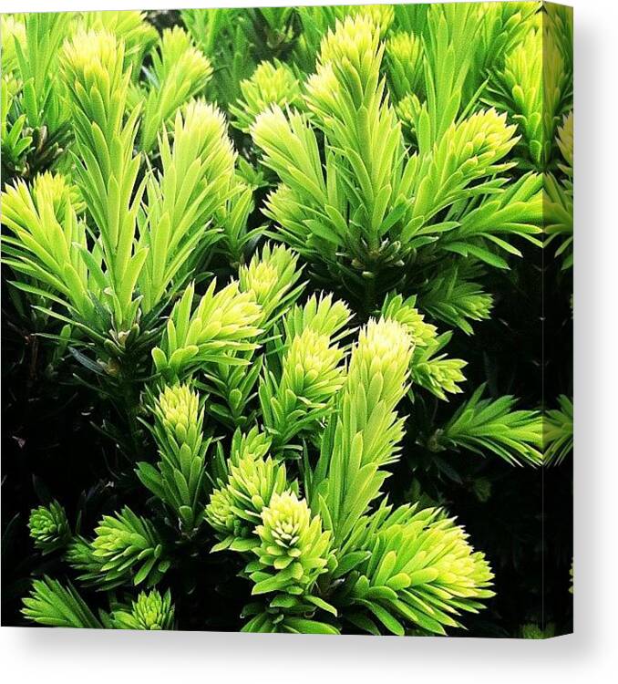 Pineneedles Canvas Print featuring the photograph #picoftheday #iphonesia #instagramhub by Kelly Clemente