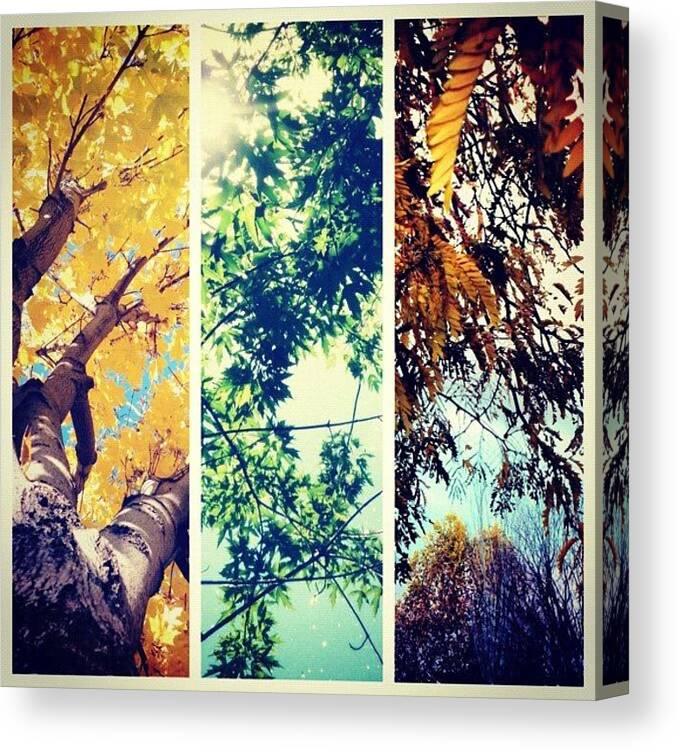 Beautiful Canvas Print featuring the photograph #picstitch #idaho #trees #collage by Cassidy Taylor
