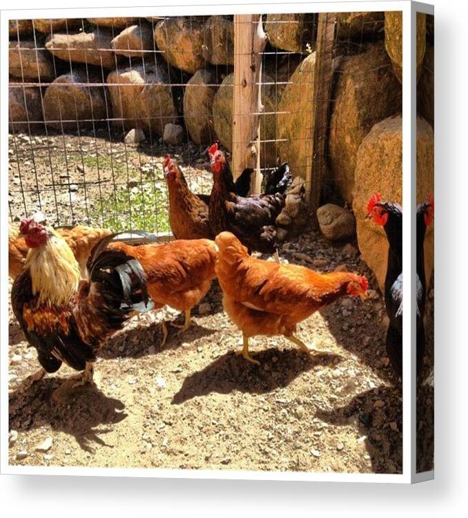 Chicken Canvas Print featuring the photograph #picstitch by Marie Constant