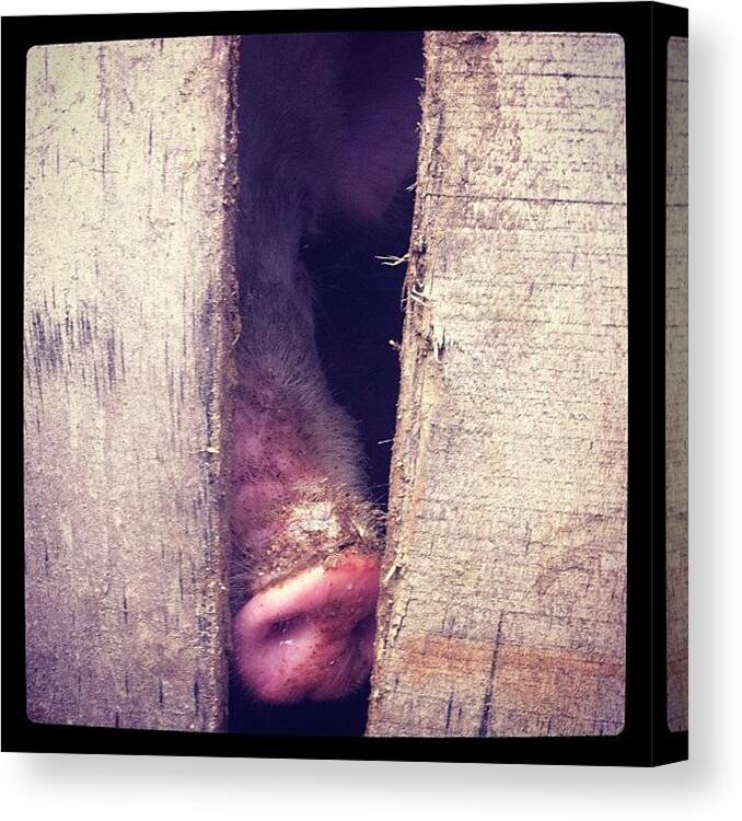Ig Canvas Print featuring the photograph P.ig by Seras S