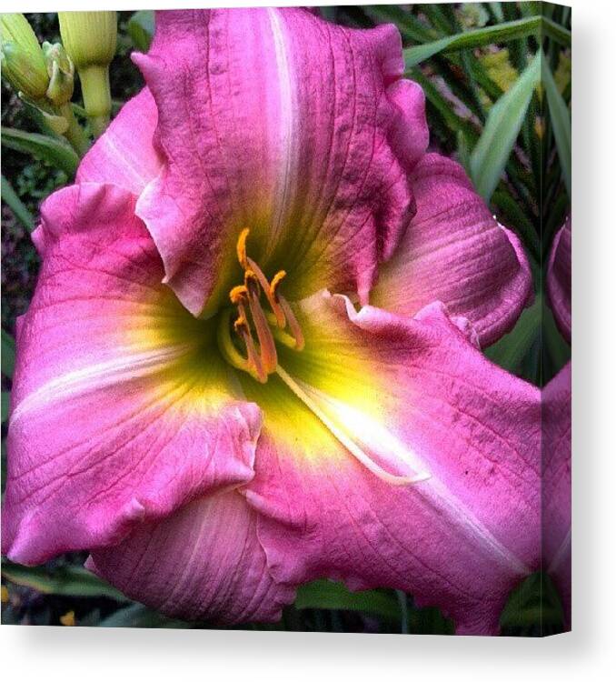 Pink Canvas Print featuring the photograph #pink #daylily #white Midrib #flower by Carla From Central Va Usa