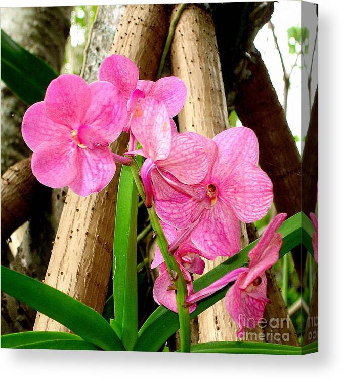 Orchids Canvas Print featuring the photograph Pink Hawaiian Orchid by Tatyana Searcy