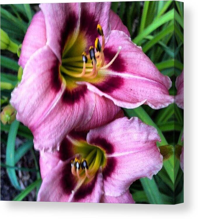 Pink Canvas Print featuring the photograph #pink #purple #daylily #eye #bloom by Carla From Central Va Usa
