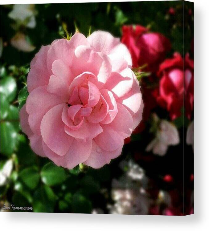 Beautiful Canvas Print featuring the photograph Pink Rose by Eve Tamminen