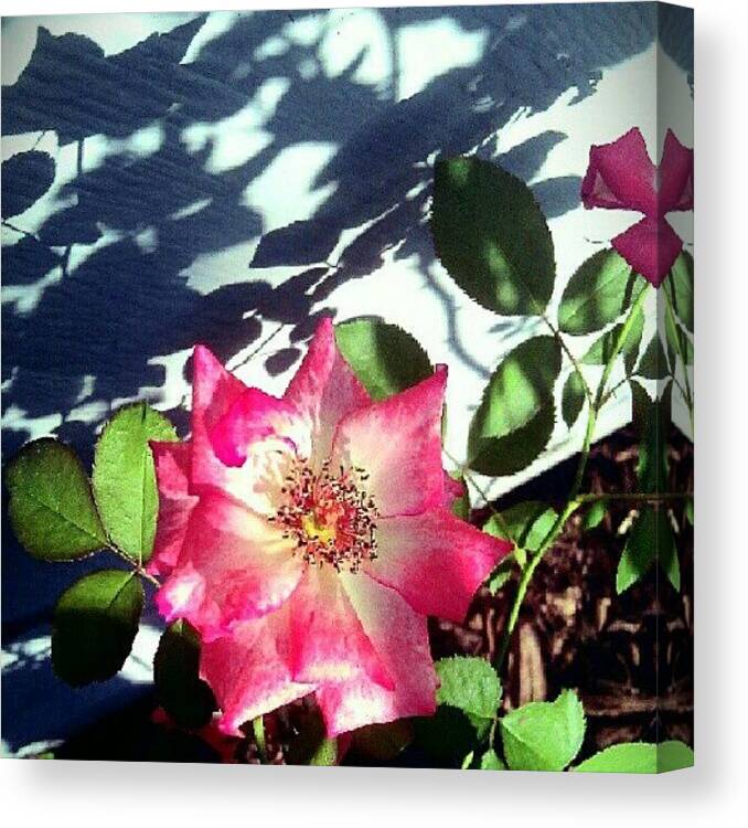 Art Canvas Print featuring the photograph Pink Rose by Kristal Cooper