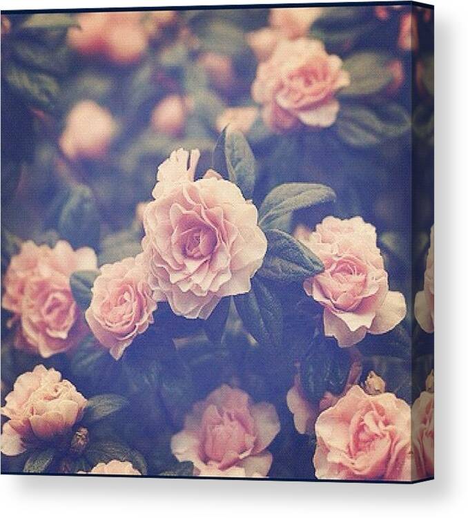 Pink Canvas Print featuring the photograph #pink #roses #green #cute #love by Isidora Leyton