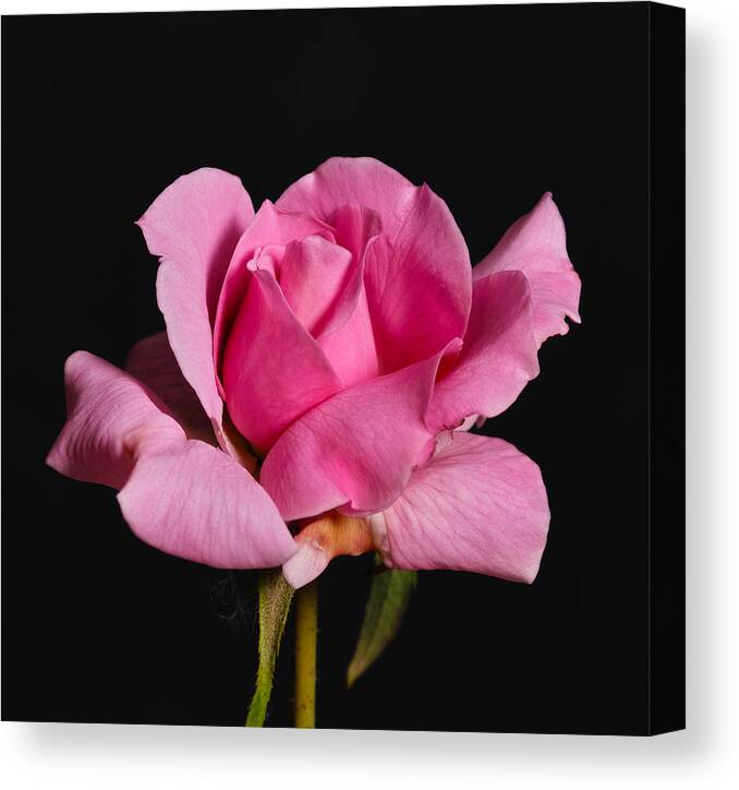 Rose Canvas Print featuring the photograph Pink Tea Rose by Gary Dean Mercer Clark
