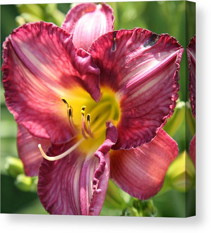 Floral Canvas Print featuring the photograph Pink Yellow Lily by Donna Corless