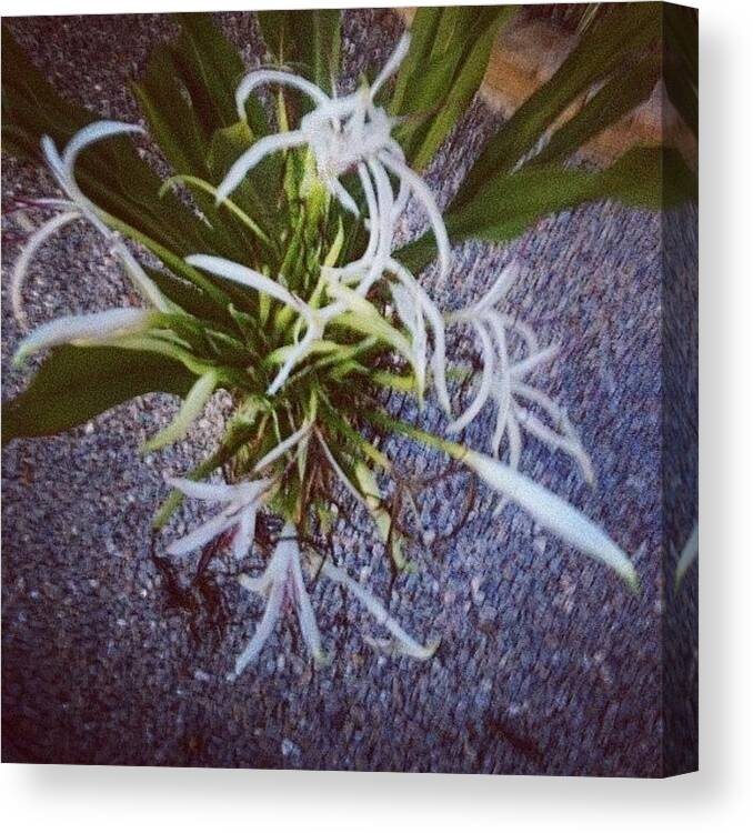 Backyard Canvas Print featuring the photograph #plant #flower #flowers #backyard by Emilyyyy Martinez