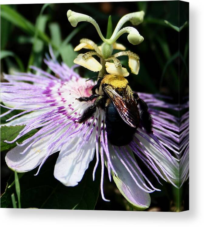 Purple Passion Canvas Print featuring the photograph Pollen Collector by Karen Harrison Brown