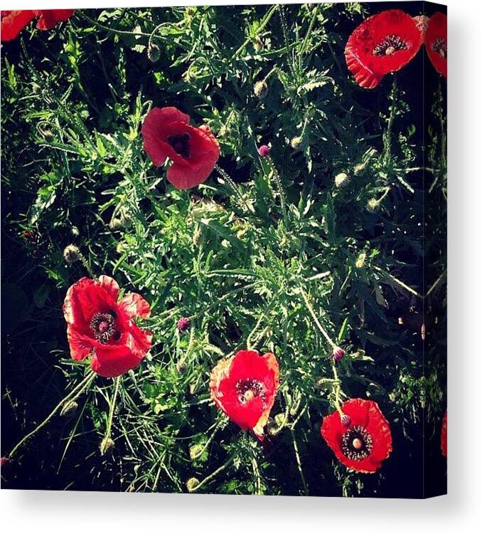 Poppies Canvas Print featuring the photograph Poppies by Nic Squirrell