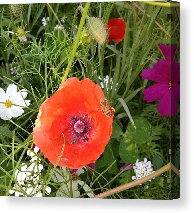  Canvas Print featuring the photograph Poppy and bee 2 by Gracie Noodlestein