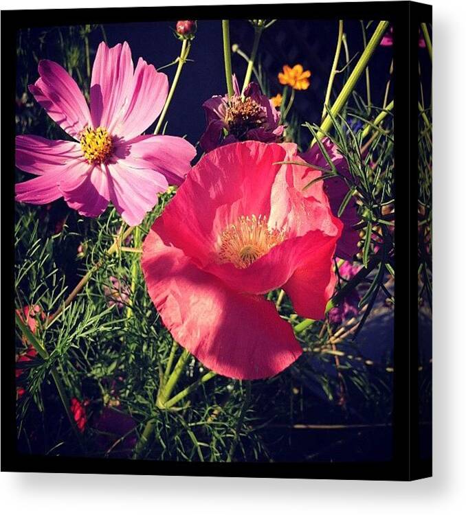  Canvas Print featuring the photograph Poppy and cosmos by Gracie Noodlestein