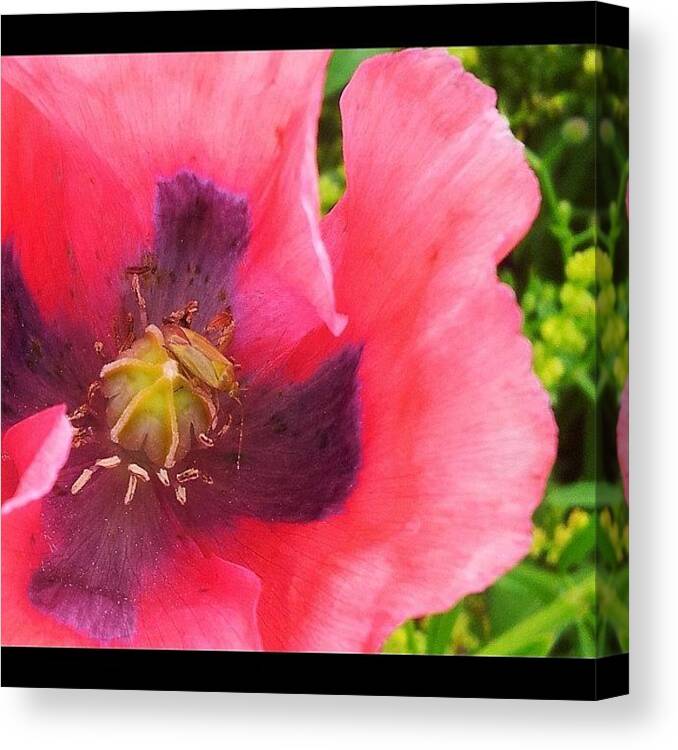 Pink Canvas Print featuring the photograph Poppy #macro#nature #naturelovers by Anita Callister Jones
