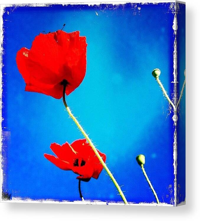  Canvas Print featuring the photograph Poppy's by Henk Goossens