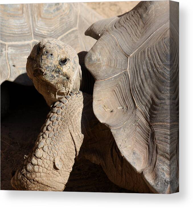 Tortoise Canvas Print featuring the photograph Posing For Pictures by Kim Galluzzo Wozniak