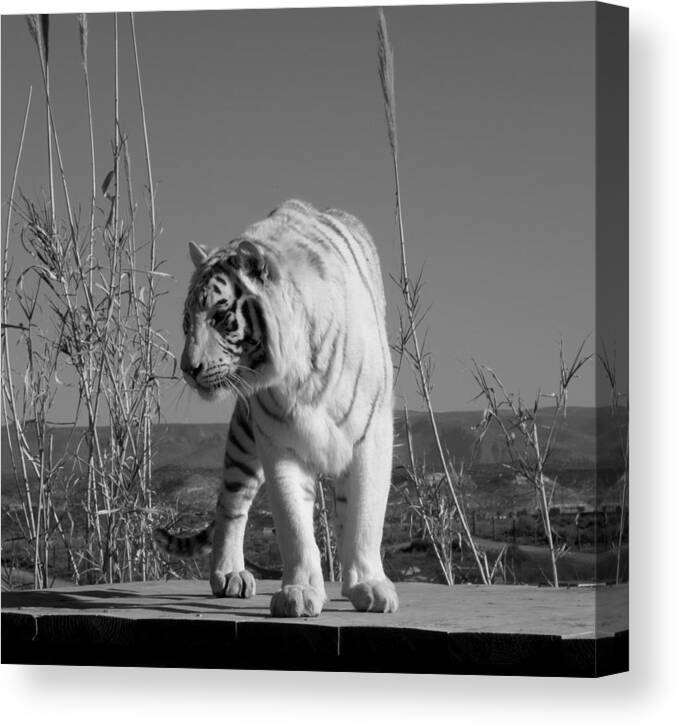 White Canvas Print featuring the photograph Power by Kim Galluzzo