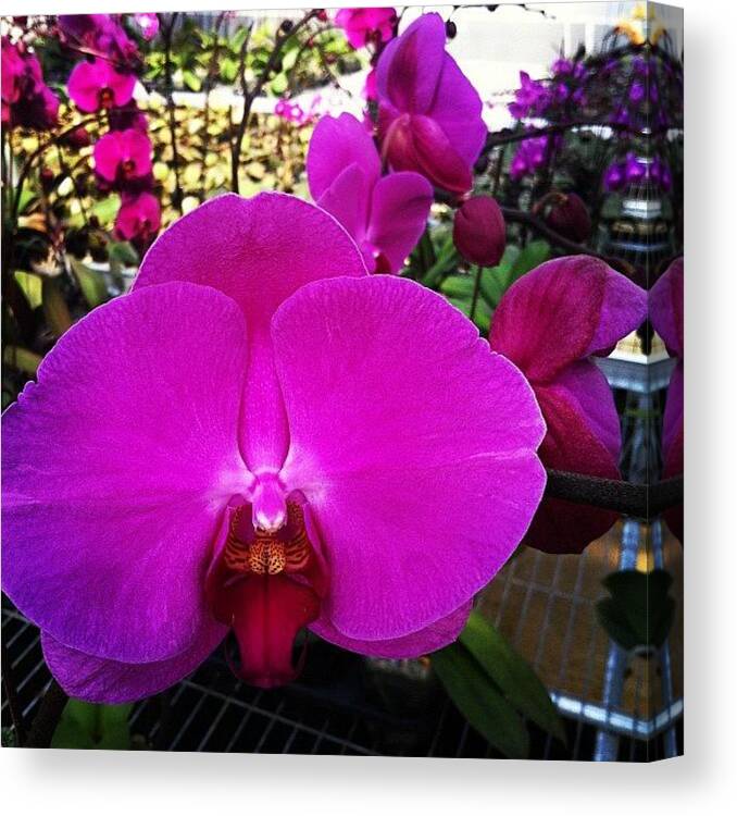  Canvas Print featuring the photograph Pretty In Purple! by Aliya Zin