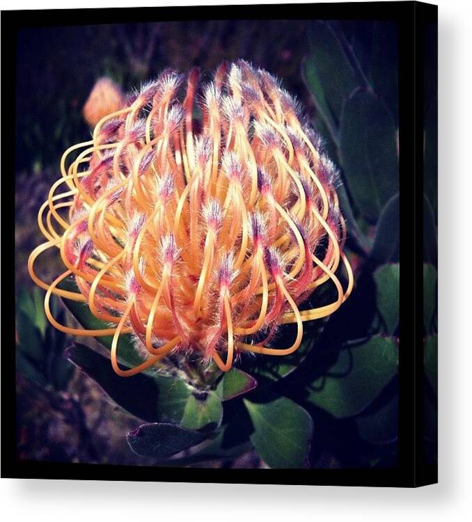 Beautiful Canvas Print featuring the photograph Protea, I Think Is Only South Africa by Zachary Voo