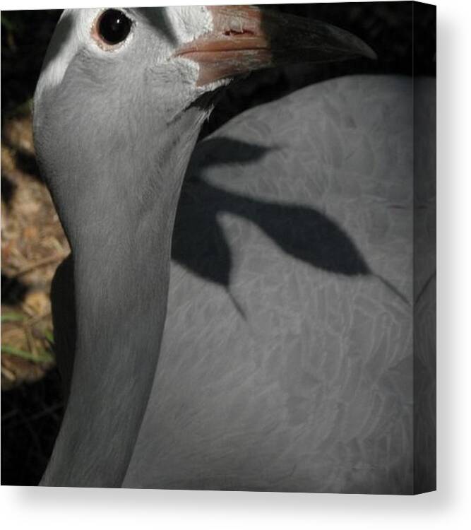 Bird Canvas Print featuring the photograph psst I see you by Kim Galluzzo