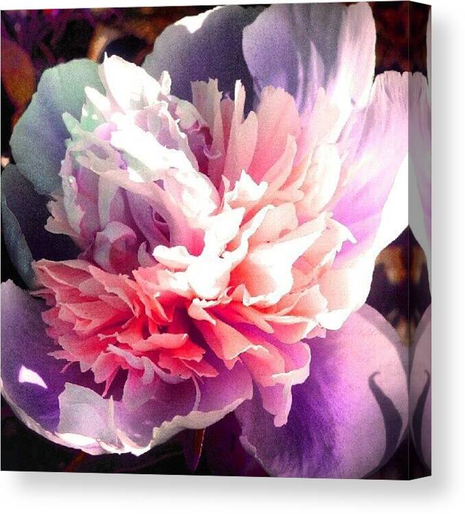 Andrography Canvas Print featuring the photograph Puffy Pink Pompom Peony	#android by Marianne Dow