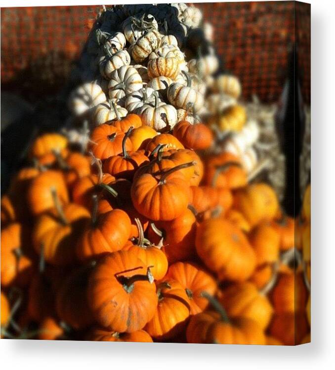 Fall Canvas Print featuring the photograph Pumpkins by Crystal White