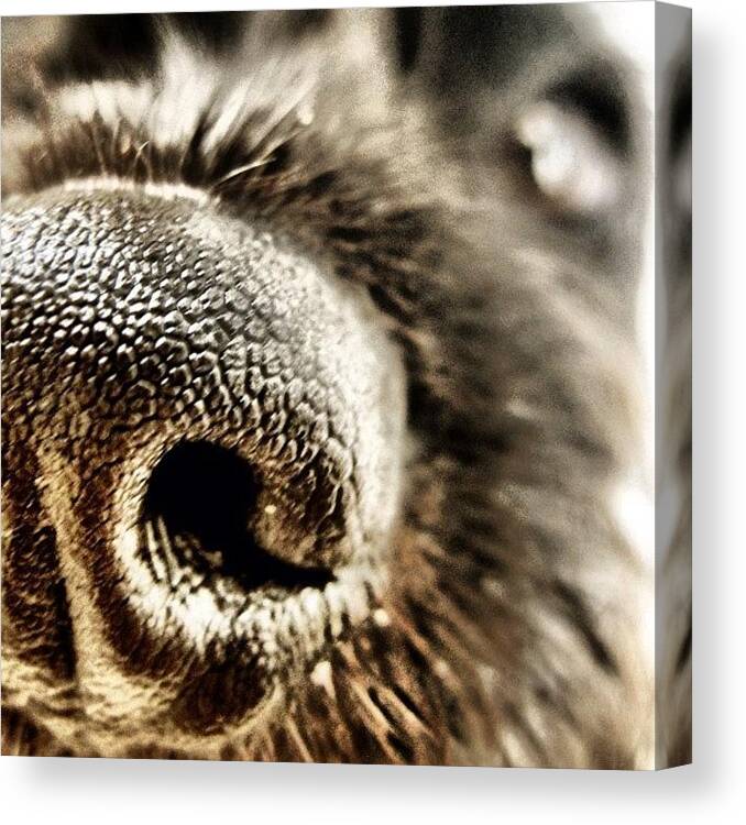 Cute Canvas Print featuring the photograph #puppy Nose :) #cute #nofilter #doggy by Hollyan Trainer