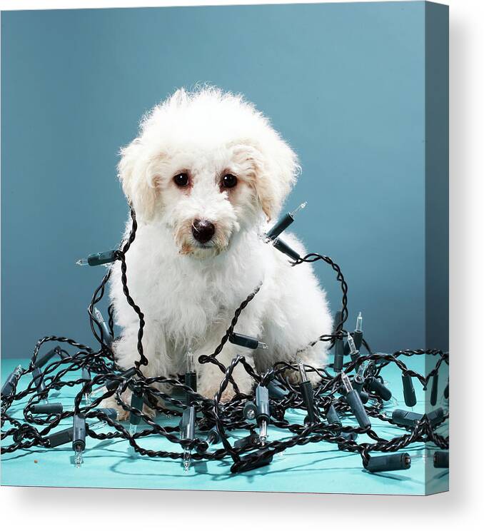 Horizontal Canvas Print featuring the photograph Puppy Tangled In Christmas Lights by Martin Poole