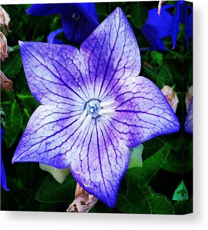 Purple Canvas Print featuring the photograph Purple Flowers #flowers #purple by Lisa Thomas