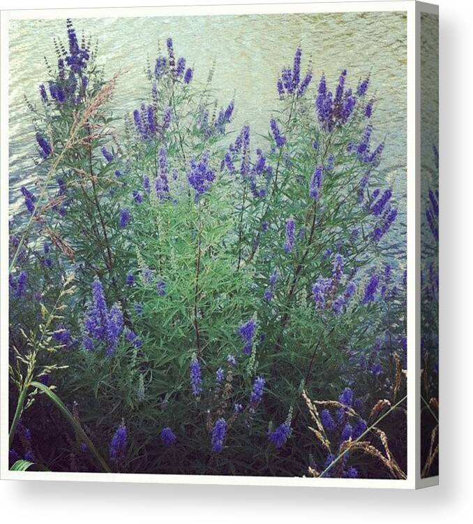 Summer Canvas Print featuring the photograph Purple River Flowers by Kristina Parker
