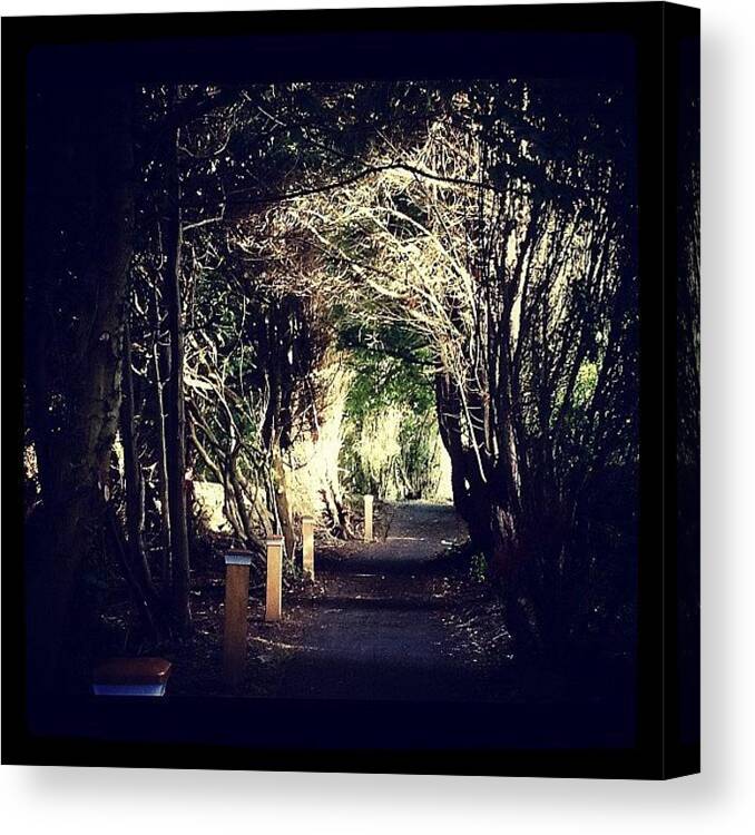 Trees Canvas Print featuring the photograph Pwllheli, Wales by Anita Callister Jones