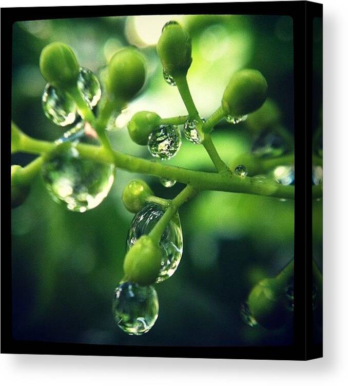 Beautiful Canvas Print featuring the photograph Rain Drops In Green by Zachary Voo
