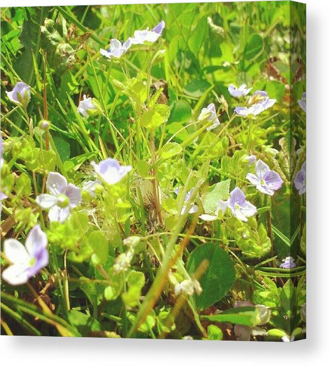  Canvas Print featuring the photograph Random Flower Things by Stephen Mullenger
