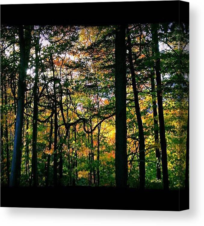 Real Canvas Print featuring the photograph #real #canadian #forest by Stevie Carlyle