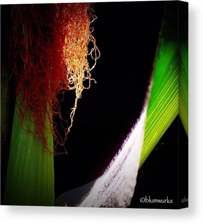 60likes Canvas Print featuring the photograph Reap by Matthew Blum