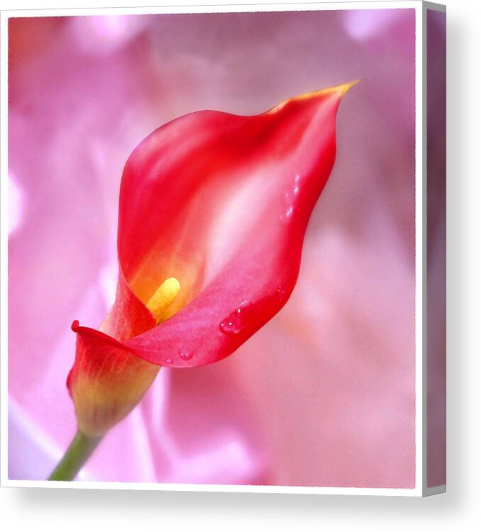 Red Calla Lily Canvas Print featuring the photograph Red Calla Lily by Mike McGlothlen