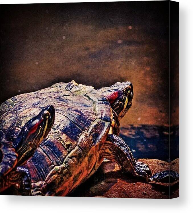 Turtle Canvas Print featuring the photograph Red Cheek by Rahman Galela