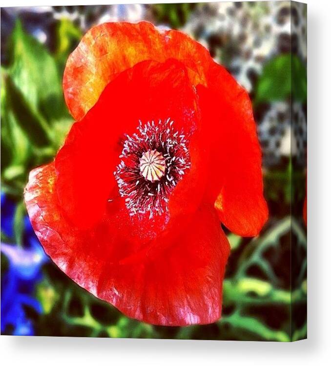 Beautiful Canvas Print featuring the photograph #red #flower #beautiful #gang_family by Jason Fang