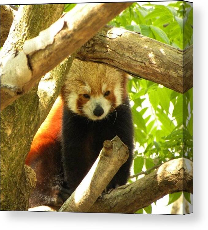 Summer Canvas Print featuring the photograph Red Panda From The National Zoo by Jessie Schafer