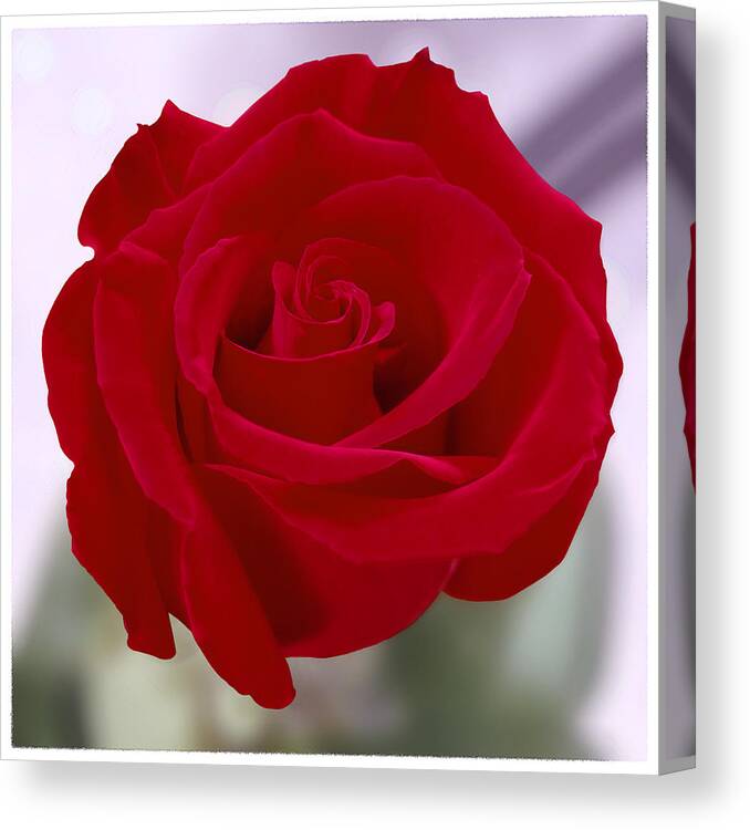 Red Rose Canvas Print featuring the photograph Red Rose by Mike McGlothlen