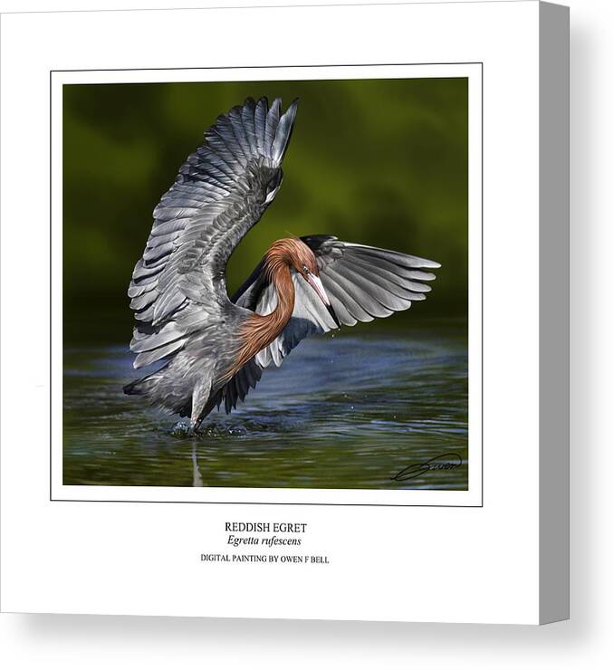 Reddish Egret Canvas Print featuring the digital art Reddish Egret 1 by Owen Bell