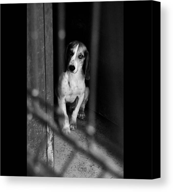 Beagle Canvas Print featuring the photograph Rescued 4 by Laura Melis