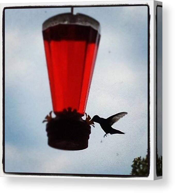 Hummingbird Canvas Print featuring the photograph Right Place Right Time by Brooke Good